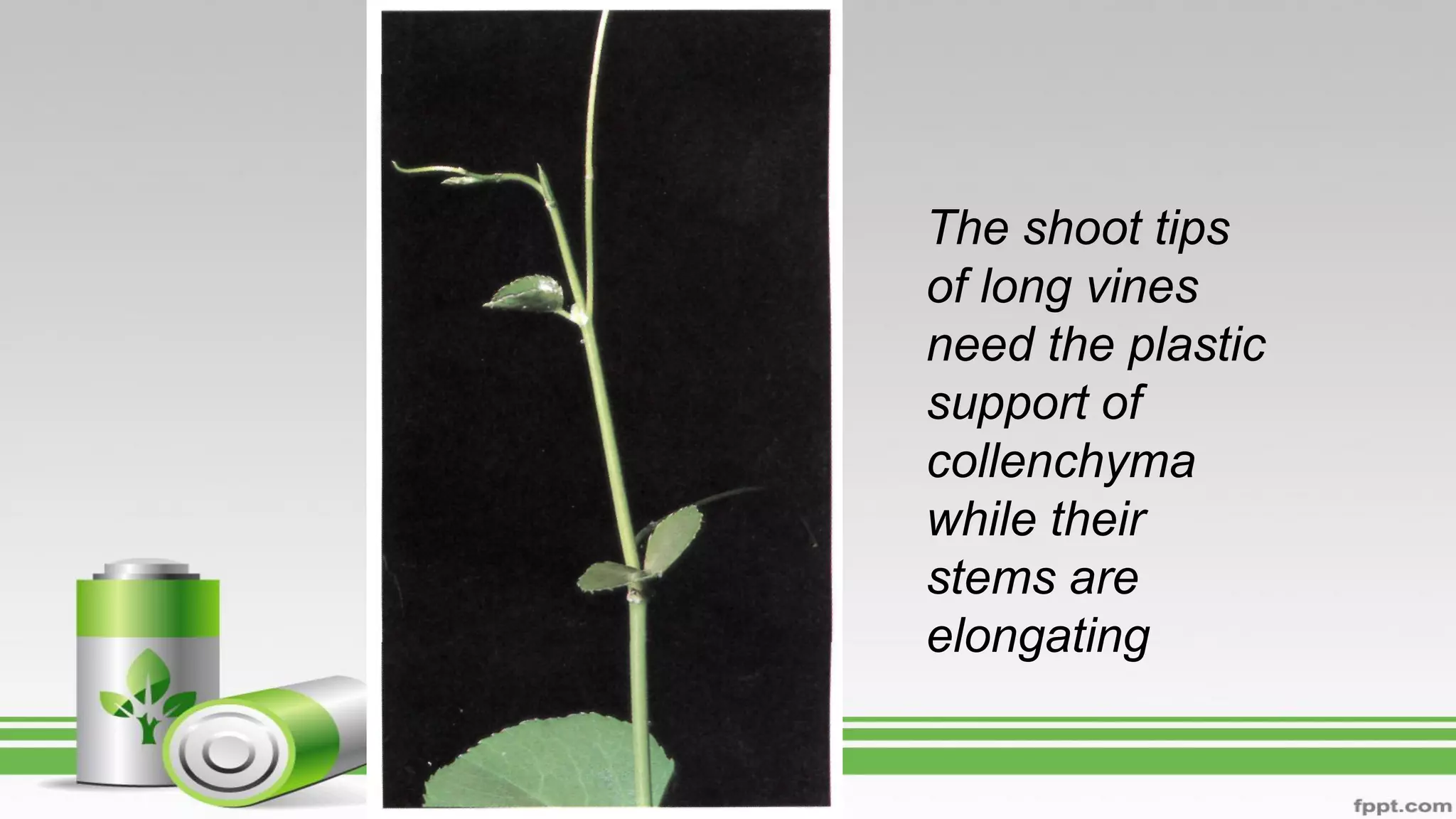 The shoot tips
of long vines
need the plastic
support of
collenchyma
while their
stems are
elongating
 
