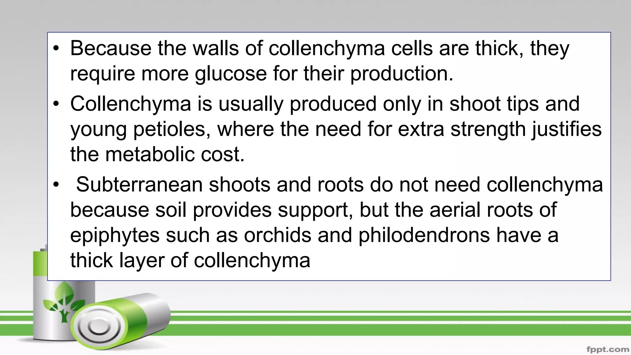 • Because the walls of collenchyma cells are thick, they
require more glucose for their production.
• Collenchyma is usually produced only in shoot tips and
young petioles, where the need for extra strength justifies
the metabolic cost.
• Subterranean shoots and roots do not need collenchyma
because soil provides support, but the aerial roots of
epiphytes such as orchids and philodendrons have a
thick layer of collenchyma
 