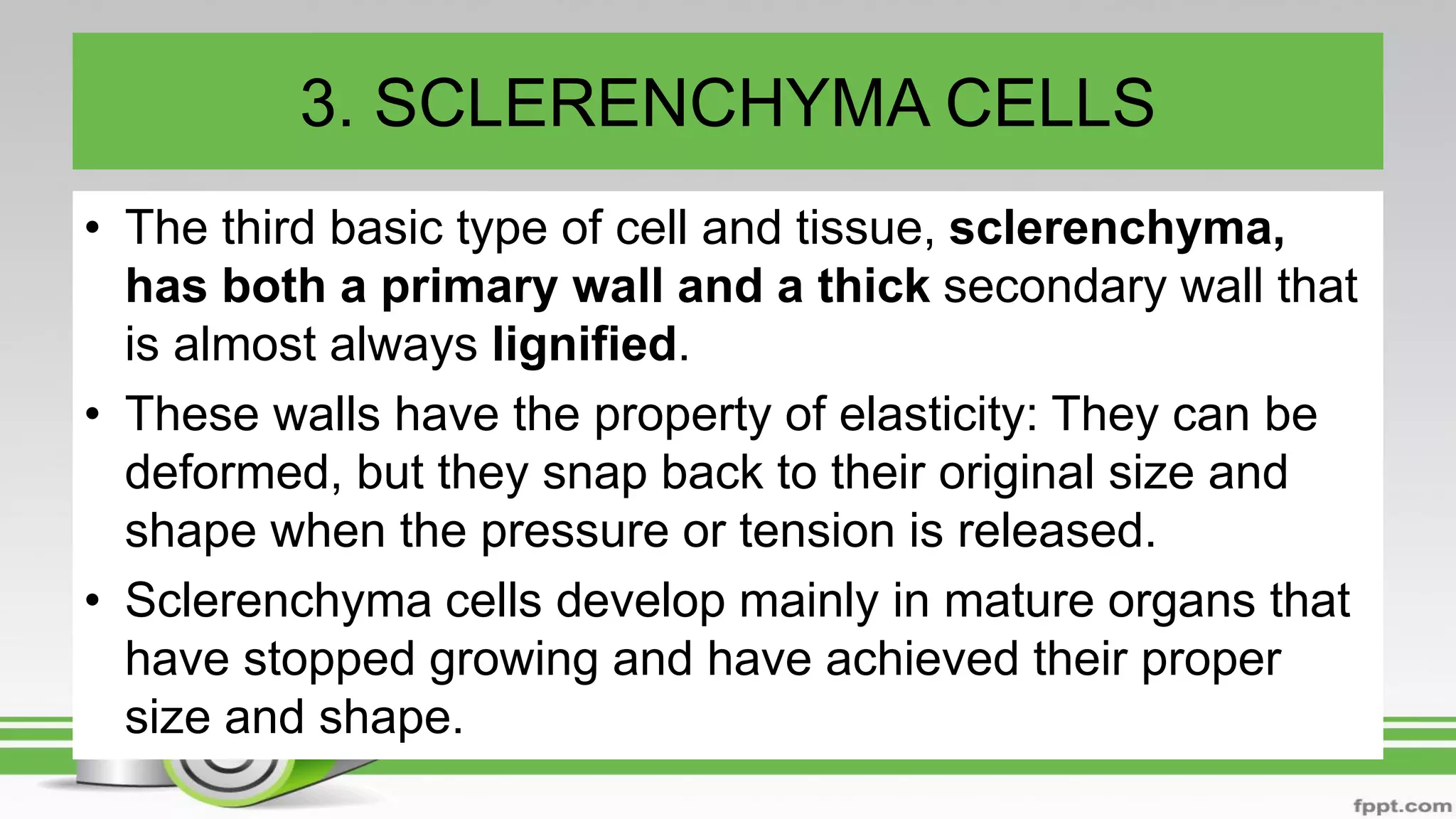 3. SCLERENCHYMA CELLS
• The third basic type of cell and tissue, sclerenchyma,
has both a primary wall and a thick secondary wall that
is almost always lignified.
• These walls have the property of elasticity: They can be
deformed, but they snap back to their original size and
shape when the pressure or tension is released.
• Sclerenchyma cells develop mainly in mature organs that
have stopped growing and have achieved their proper
size and shape.
 
