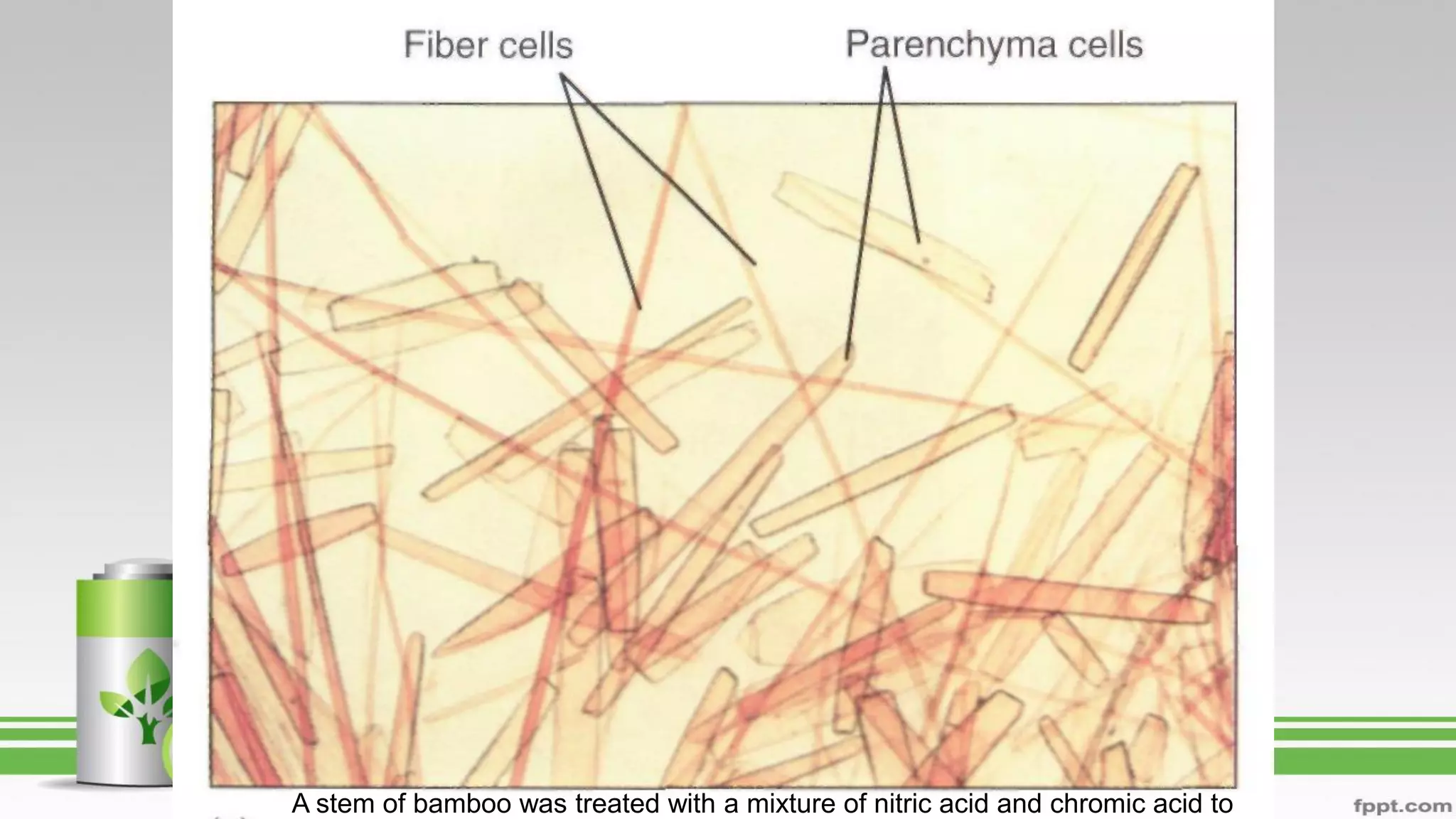 A stem of bamboo was treated with a mixture of nitric acid and chromic acid to
 