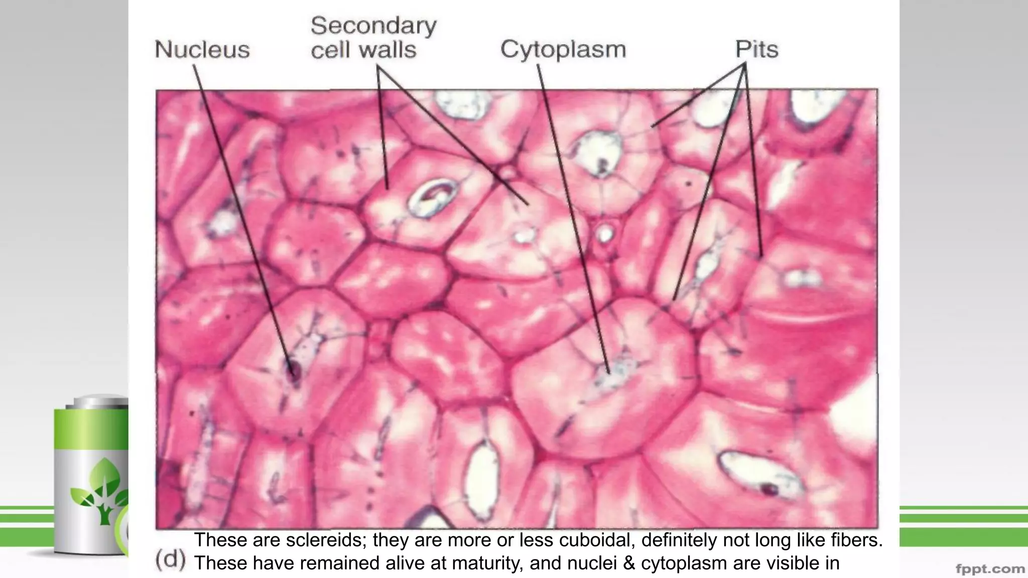 These are sclereids; they are more or less cuboidal, definitely not long like fibers.
These have remained alive at maturity, and nuclei & cytoplasm are visible in
 