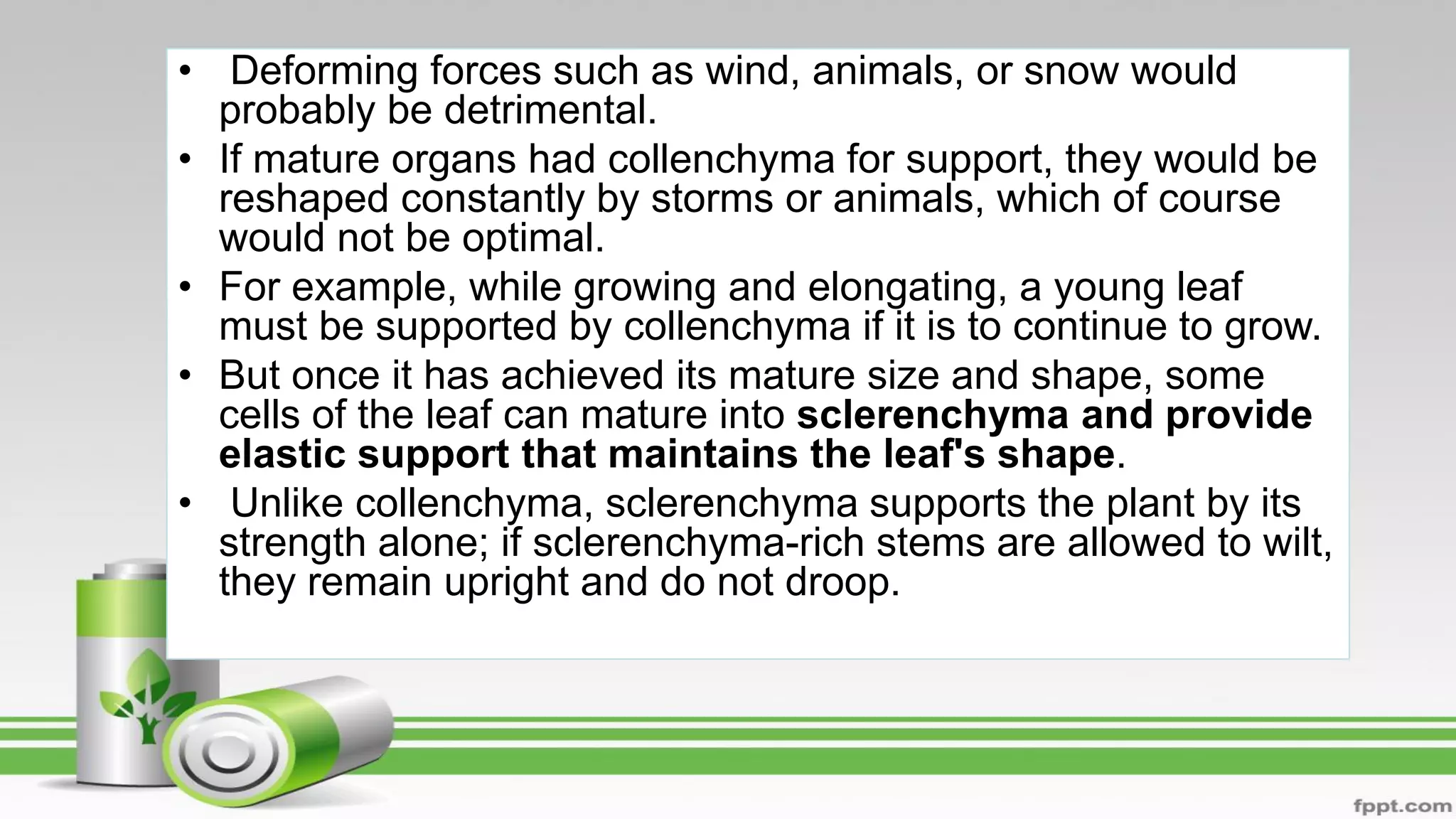 • Deforming forces such as wind, animals, or snow would
probably be detrimental.
• If mature organs had collenchyma for support, they would be
reshaped constantly by storms or animals, which of course
would not be optimal.
• For example, while growing and elongating, a young leaf
must be supported by collenchyma if it is to continue to grow.
• But once it has achieved its mature size and shape, some
cells of the leaf can mature into sclerenchyma and provide
elastic support that maintains the leaf's shape.
• Unlike collenchyma, sclerenchyma supports the plant by its
strength alone; if sclerenchyma-rich stems are allowed to wilt,
they remain upright and do not droop.
 