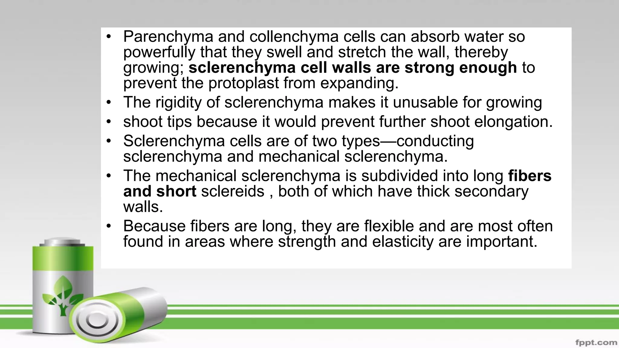 • Parenchyma and collenchyma cells can absorb water so
powerfully that they swell and stretch the wall, thereby
growing; sclerenchyma cell walls are strong enough to
prevent the protoplast from expanding.
• The rigidity of sclerenchyma makes it unusable for growing
• shoot tips because it would prevent further shoot elongation.
• Sclerenchyma cells are of two types—conducting
sclerenchyma and mechanical sclerenchyma.
• The mechanical sclerenchyma is subdivided into long fibers
and short sclereids , both of which have thick secondary
walls.
• Because fibers are long, they are flexible and are most often
found in areas where strength and elasticity are important.
 