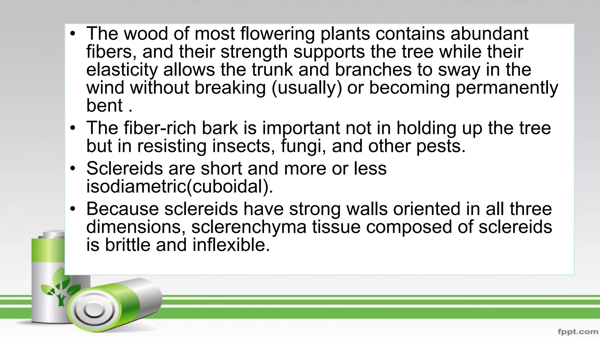 • The wood of most flowering plants contains abundant
fibers, and their strength supports the tree while their
elasticity allows the trunk and branches to sway in the
wind without breaking (usually) or becoming permanently
bent .
• The fiber-rich bark is important not in holding up the tree
but in resisting insects, fungi, and other pests.
• Sclereids are short and more or less
isodiametric(cuboidal).
• Because sclereids have strong walls oriented in all three
dimensions, sclerenchyma tissue composed of sclereids
is brittle and inflexible.
 