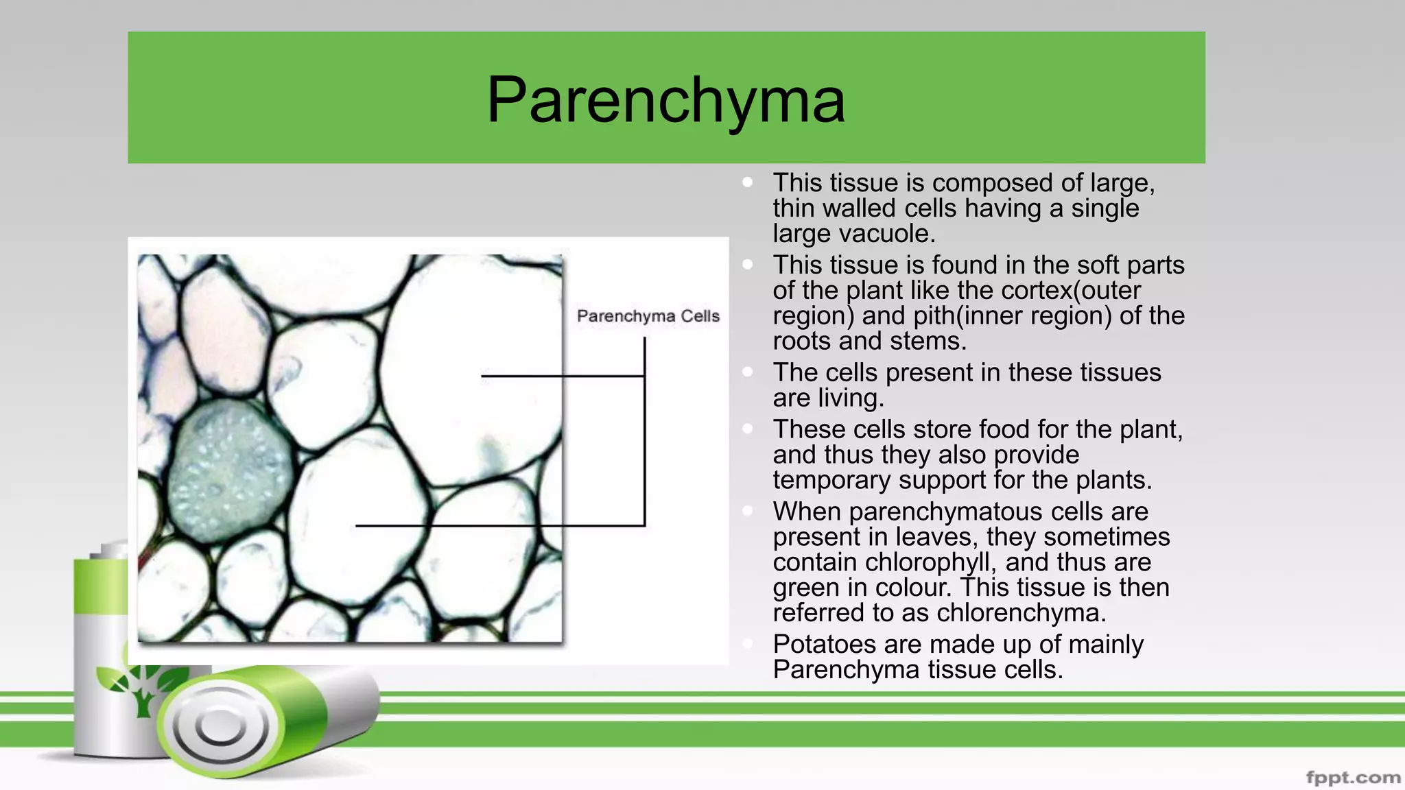 Parenchyma
 This tissue is composed of large,
thin walled cells having a single
large vacuole.
 This tissue is found in the soft parts
of the plant like the cortex(outer
region) and pith(inner region) of the
roots and stems.
 The cells present in these tissues
are living.
 These cells store food for the plant,
and thus they also provide
temporary support for the plants.
 When parenchymatous cells are
present in leaves, they sometimes
contain chlorophyll, and thus are
green in colour. This tissue is then
referred to as chlorenchyma.
 Potatoes are made up of mainly
Parenchyma tissue cells.
 