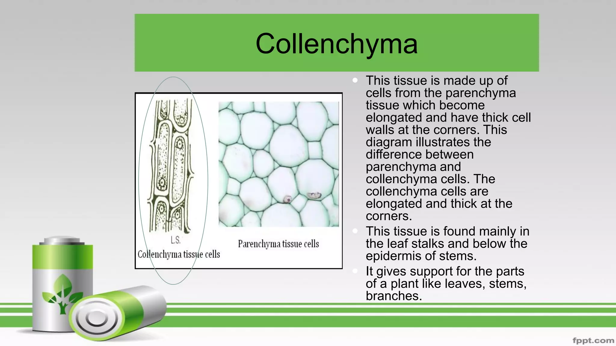 Collenchyma
 This tissue is made up of
cells from the parenchyma
tissue which become
elongated and have thick cell
walls at the corners. This
diagram illustrates the
difference between
parenchyma and
collenchyma cells. The
collenchyma cells are
elongated and thick at the
corners.
 This tissue is found mainly in
the leaf stalks and below the
epidermis of stems.
 It gives support for the parts
of a plant like leaves, stems,
branches.
 