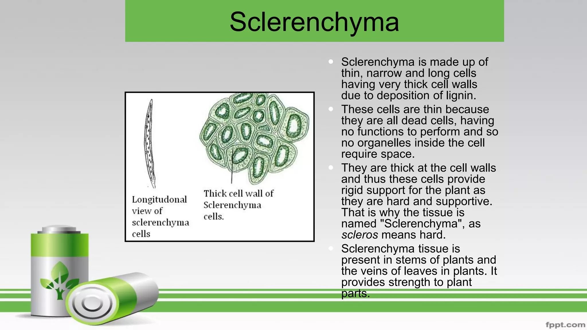 Sclerenchyma
 Sclerenchyma is made up of
thin, narrow and long cells
having very thick cell walls
due to deposition of lignin.
 These cells are thin because
they are all dead cells, having
no functions to perform and so
no organelles inside the cell
require space.
 They are thick at the cell walls
and thus these cells provide
rigid support for the plant as
they are hard and supportive.
That is why the tissue is
named "Sclerenchyma", as
scleros means hard.
 Sclerenchyma tissue is
present in stems of plants and
the veins of leaves in plants. It
provides strength to plant
parts.
 