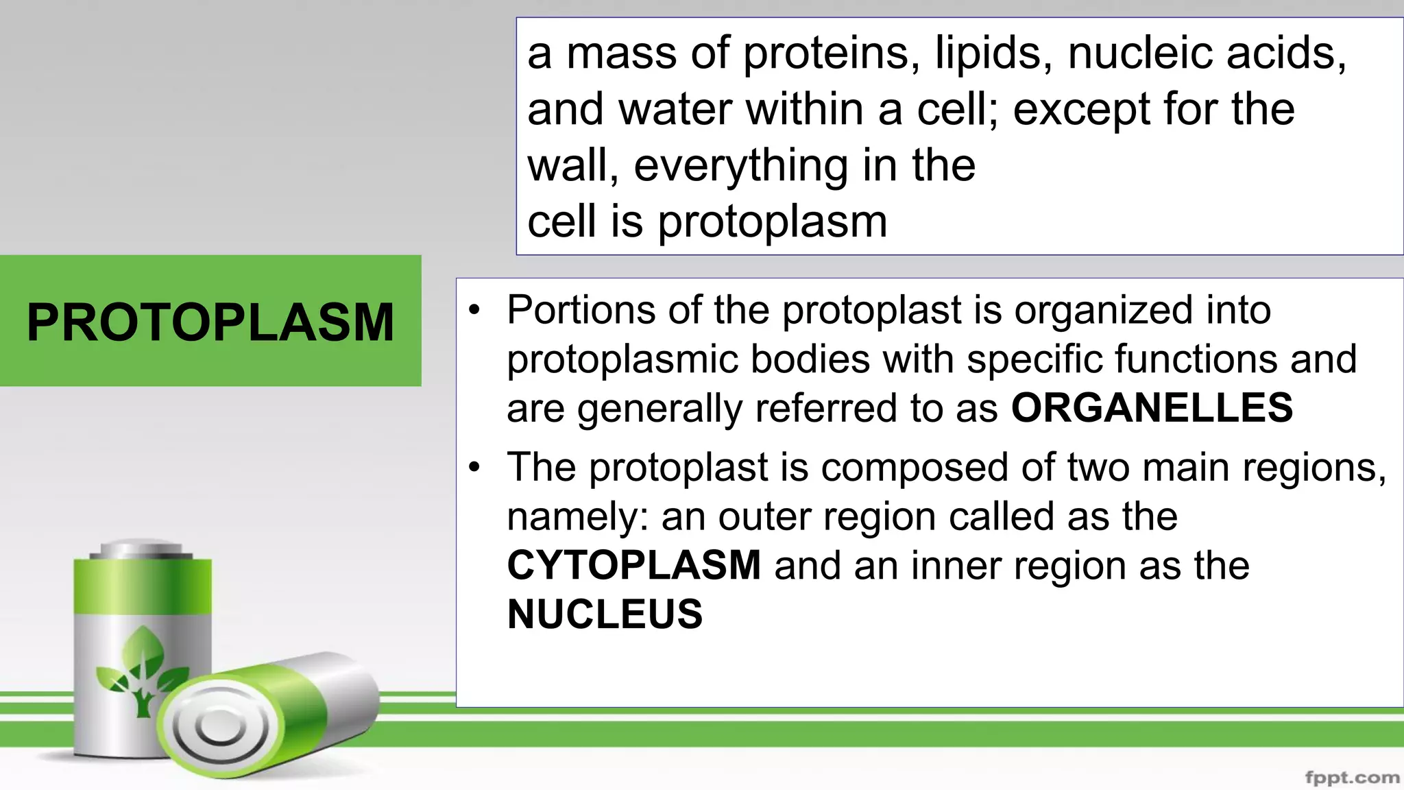 PROTOPLASM
a mass of proteins, lipids, nucleic acids,
and water within a cell; except for the
wall, everything in the
cell is protoplasm
• Portions of the protoplast is organized into
protoplasmic bodies with specific functions and
are generally referred to as ORGANELLES
• The protoplast is composed of two main regions,
namely: an outer region called as the
CYTOPLASM and an inner region as the
NUCLEUS
 