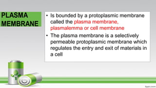 • Is bounded by a protoplasmic membrane
called the plasma membrane,
plasmalemma or cell membrane
• The plasma membrane is a selectively
permeable protoplasmic membrane which
regulates the entry and exit of materials in
a cell
 