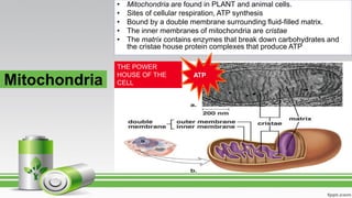 Mitochondria
• Mitochondria are found in PLANT and animal cells.
• Sites of cellular respiration, ATP synthesis
• Bound by a double membrane surrounding fluid-filled matrix.
• The inner membranes of mitochondria are cristae
• The matrix contains enzymes that break down carbohydrates and
the cristae house protein complexes that produce ATP
THE POWER
HOUSE OF THE
CELL
ATP
 