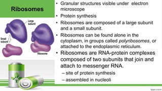 Ribosomes
• Granular structures visible under electron
microscope
• Protein synthesis
• Ribosomes are composed of a large subunit
and a small subunit.
• Ribosomes can be found alone in the
cytoplasm, in groups called polyribosomes, or
attached to the endoplasmic reticulum.
• Ribosomes are RNA-protein complexes
composed of two subunits that join and
attach to messenger RNA.
– site of protein synthesis
– assembled in nucleoli
 