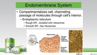 Endomembrane System
• Compartmentalizes cell, channeling
passage of molecules through cell’s interior.
– Endoplasmic reticulum
• Rough ER - studded with ribosomes
• Smooth ER - few ribosomes
 