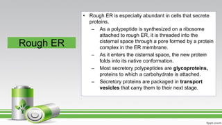 Rough ER
• Rough ER is especially abundant in cells that secrete
proteins.
– As a polypeptide is synthesized on a ribosome
attached to rough ER, it is threaded into the
cisternal space through a pore formed by a protein
complex in the ER membrane.
– As it enters the cisternal space, the new protein
folds into its native conformation.
– Most secretory polypeptides are glycoproteins,
proteins to which a carbohydrate is attached.
– Secretory proteins are packaged in transport
vesicles that carry them to their next stage.
 