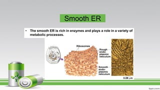 Smooth ER
• The smooth ER is rich in enzymes and plays a role in a variety of
metabolic processes.
 