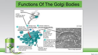 Functions Of The Golgi Bodies
TEM of Golgi apparatus
cis face
(“receiving” side of
Golgi apparatus)
Vesicles move
from ER to GolgiVesicles also
transport certain
proteins back to ER
Vesicles coalesce to
form new cis Golgi cisternae
Cisternal
maturation:
Golgi cisternae
move in a cis-
to-trans
direction
Vesicles form and
leave Golgi, carrying
specific proteins to
other locations or to
the plasma mem-
brane for secretion
Vesicles transport specific
proteins backward to newer
Golgi cisternae
Cisternae
trans face
(“shipping” side of
Golgi apparatus)
0.1 0 µm1
6
5
2
3
4
Golgi
apparatus
 