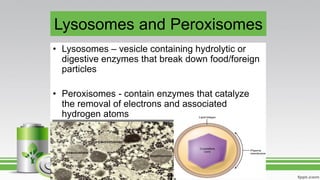 Lysosomes and Peroxisomes
• Lysosomes – vesicle containing hydrolytic or
digestive enzymes that break down food/foreign
particles
• Peroxisomes - contain enzymes that catalyze
the removal of electrons and associated
hydrogen atoms
 