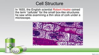 Cell Structure
In 1655, the English scientist Robert Hooke coined
the term “cellulae” for the small box-like structures
he saw while examining a thin slice of cork under a
microscope.
 