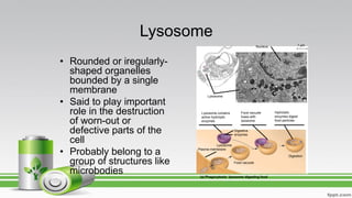 Lysosome
• Rounded or iregularly-
shaped organelles
bounded by a single
membrane
• Said to play important
role in the destruction
of worn-out or
defective parts of the
cell
• Probably belong to a
group of structures like
microbodies (a) Phagocytosis: lysosome digesting food
1 µm
Lysosome contains
active hydrolytic
enzymes
Food vacuole
fuses with
lysosome
Hydrolytic
enzymes digest
food particles
Digestion
Food vacuole
Plasma membrane
Lysosome
Digestive
enzymes
Lysosome
Nucleus
 