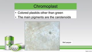 Chromoplast
• Colored plastids other than green
• The main pigments are the carotenoids
Bell pepper
 