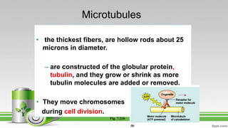 • the thickest fibers, are hollow rods about 25
microns in diameter.
– are constructed of the globular protein,
tubulin, and they grow or shrink as more
tubulin molecules are added or removed.
• They move chromosomes
during cell division.
Fig. 7.21b
Microtubules
 