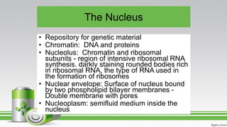 The Nucleus
• Repository for genetic material
• Chromatin: DNA and proteins
• Nucleolus: Chromatin and ribosomal
subunits - region of intensive ribosomal RNA
synthesis. darkly staining rounded bodies rich
in ribosomal RNA, the type of RNA used in
the formation of ribosomes
• Nuclear envelope: Surface of nucleus bound
by two phospholipid bilayer membranes -
Double membrane with pores
• Nucleoplasm: semifluid medium inside the
nucleus
 