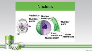 Nucleus
 