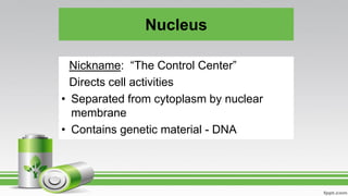 Nucleus
– Nickname: “The Control Center”
– Directs cell activities
• Separated from cytoplasm by nuclear
membrane
• Contains genetic material - DNA
 