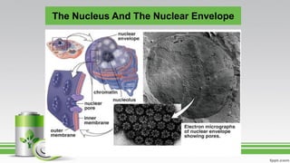 The Nucleus And The Nuclear Envelope
 