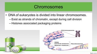 Chromosomes
• DNA of eukaryotes is divided into linear chromosomes.
– Exist as strands of chromatin, except during cell division
– Histones associated packaging proteins
 