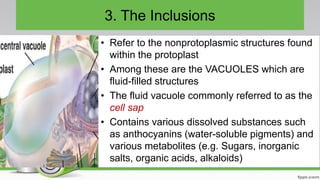 3. The Inclusions
• Refer to the nonprotoplasmic structures found
within the protoplast
• Among these are the VACUOLES which are
fluid-filled structures
• The fluid vacuole commonly referred to as the
cell sap
• Contains various dissolved substances such
as anthocyanins (water-soluble pigments) and
various metabolites (e.g. Sugars, inorganic
salts, organic acids, alkaloids)
 