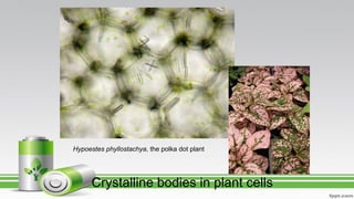 Crystalline bodies in plant cells
Hypoestes phyllostachya, the polka dot plant
 