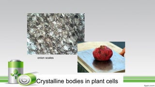 Crystalline bodies in plant cells
onion scales
 