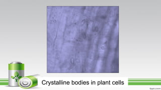 Crystalline bodies in plant cells
 