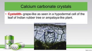 Calcium carbonate crystals
• Cystotith- grape-like as seen in a hypodermal cell of the
leaf of Indian rubber tree or ampalaya-like plant.
 