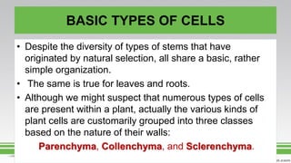 BASIC TYPES OF CELLS
• Despite the diversity of types of stems that have
originated by natural selection, all share a basic, rather
simple organization.
• The same is true for leaves and roots.
• Although we might suspect that numerous types of cells
are present within a plant, actually the various kinds of
plant cells are customarily grouped into three classes
based on the nature of their walls:
Parenchyma, Collenchyma, and Sclerenchyma.
 