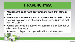 1. PARENCHYMA
• Parenchyma cells have only primary walls that remain
thin.
• Parenchyma tissue is a mass of parenchyma cells. This is
the most common type of cell and tissue, constituting all soft
parts of a plant.
• Parenchyma cells are active metabolically and usually remain
alive once they mature.
• Numerous subtypes are specialized for particular tasks:
 