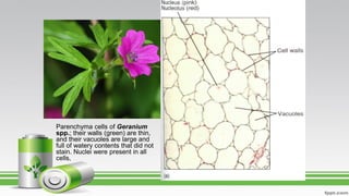 Parenchyma cells of Geranium
spp.; their walls (green) are thin,
and their vacuoles are large and
full of watery contents that did not
stain. Nuclei were present in all
cells,
 