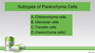 Subtypes of Parenchyma Cells
A. Chlorenchyma cells
B. Glandular cells
C.Transfer cells
D.(Aerenchyma cells)
 
