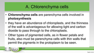 A. Chlorenchyma cells
• Chlorenchyma cells are parenchyma cells involved in
photosynthesis
• they have an abundance of chloroplasts, and the thinness
of the wall is advantageous for allowing light and carbon
dioxide to pass through to the chloroplasts.
• Other types of pigmented cells, as in flower petals and
fruits, also must be parenchyma cells with thin walls that
permit the pigments in the protoplasm to be seen.
 