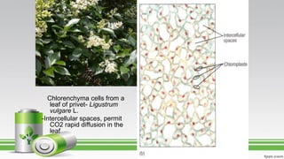 Chlorenchyma cells from a
leaf of privet- Ligustrum
vulgare L.
-Intercellular spaces, permit
CO2 rapid diffusion in the
leaf
 
