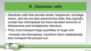 B. Glandular cells
• Glandular cells that secrete nectar, fragrances, mucilage,
resins, and oils are also parenchyma cells; they typically
contain few chloroplasts but have elevated amounts of
dictyosomes and endoplasmic reticulum.
• They must transport large quantities of sugar and
minerals into themselves, transform them metabolically,
then transport the product out.
 