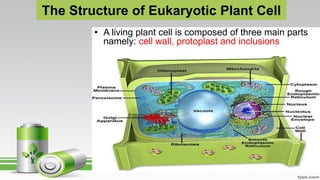 The Structure of Eukaryotic Plant Cell
• A living plant cell is composed of three main parts
namely: cell wall, protoplast and inclusions
 