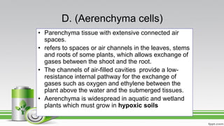 D. (Aerenchyma cells)
• Parenchyma tissue with extensive connected air
spaces.
• refers to spaces or air channels in the leaves, stems
and roots of some plants, which allows exchange of
gases between the shoot and the root.
• The channels of air-filled cavities provide a low-
resistance internal pathway for the exchange of
gases such as oxygen and ethylene between the
plant above the water and the submerged tissues.
• Aerenchyma is widespread in aquatic and wetland
plants which must grow in hypoxic soils
 