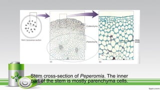 Stem cross-section of Peperomia. The inner
part of the stem is mostly parenchyma cells.
 