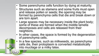 • Some parenchyma cells function by dying at maturity.
• Structures such as stamens and some fruits must open
and release pollen or seeds; the opening may be
formed by parenchyma cells that die and break down or
are torn apart.
• Large spaces may be necessary inside the plant body;
some of these are formed when the middle lamella
decomposes and cells are released from their
neighbors.
• In other cases, the space is formed by the degeneration
of parenchyma cells.
• In a few species, such as milkweeds, as parenchyma
cells die, their protoplasm is converted metabolically
into mucilage or a milky latex.
 