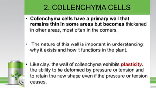 2. COLLENCHYMA CELLS
• Collenchyma cells have a primary wall that
remains thin in some areas but becomes thickened
in other areas, most often in the corners.
• The nature of this wall is important in understanding
why it exists and how it functions in the plant.
• Like clay, the wall of collenchyma exhibits plasticity,
the ability to be deformed by pressure or tension and
to retain the new shape even if the pressure or tension
ceases.
 