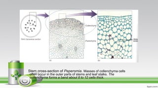 Stem cross-section of Peperomia. Masses of collenchyma cells
often occur in the outer parts of stems and leaf stalks. The
collenchyma forms a band about 8 to 12 cells thick.
 