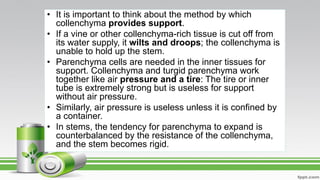 • It is important to think about the method by which
collenchyma provides support.
• If a vine or other collenchyma-rich tissue is cut off from
its water supply, it wilts and droops; the collenchyma is
unable to hold up the stem.
• Parenchyma cells are needed in the inner tissues for
support. Collenchyma and turgid parenchyma work
together like air pressure and a tire: The tire or inner
tube is extremely strong but is useless for support
without air pressure.
• Similarly, air pressure is useless unless it is confined by
a container.
• In stems, the tendency for parenchyma to expand is
counterbalanced by the resistance of the collenchyma,
and the stem becomes rigid.
 