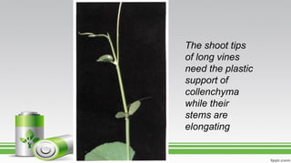 The shoot tips
of long vines
need the plastic
support of
collenchyma
while their
stems are
elongating
 