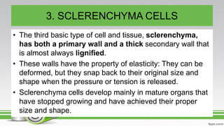 3. SCLERENCHYMA CELLS
• The third basic type of cell and tissue, sclerenchyma,
has both a primary wall and a thick secondary wall that
is almost always lignified.
• These walls have the property of elasticity: They can be
deformed, but they snap back to their original size and
shape when the pressure or tension is released.
• Sclerenchyma cells develop mainly in mature organs that
have stopped growing and have achieved their proper
size and shape.
 